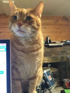 Chill, Confident Cat Ready for New Forever Home