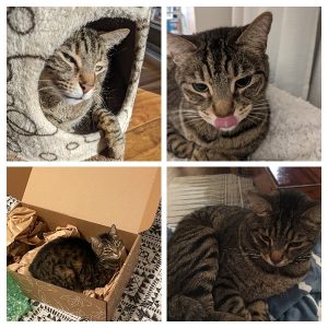 Sweet Nutmeg, the Empathy Cat