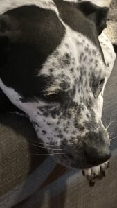 Nala is in need of new home due to serve allergies.