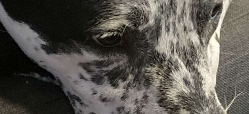Nala is in need of new home due to serve allergies.