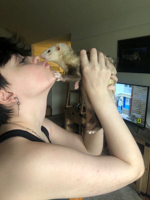 Ferret - VERY Sweet 1 year old in need of a loving family