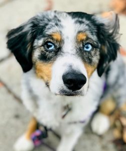 Mini Aussie Neville Needs a New Home