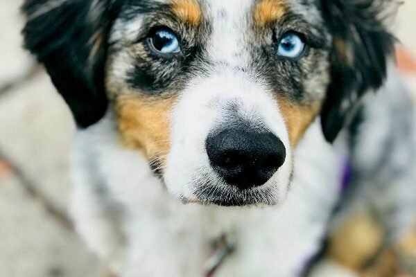Mini Aussie Neville Needs a New Home