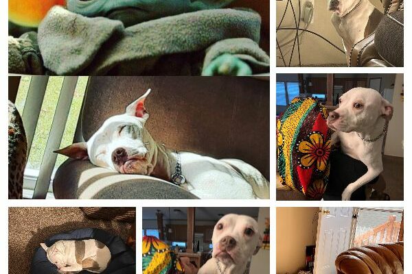 Uniquely Different Looking Dog For a Loving Home