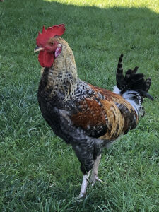 5-Month-Old Rooster Looking for New Home