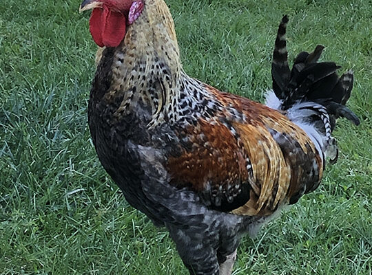 5-Month-Old Rooster Looking for New Home