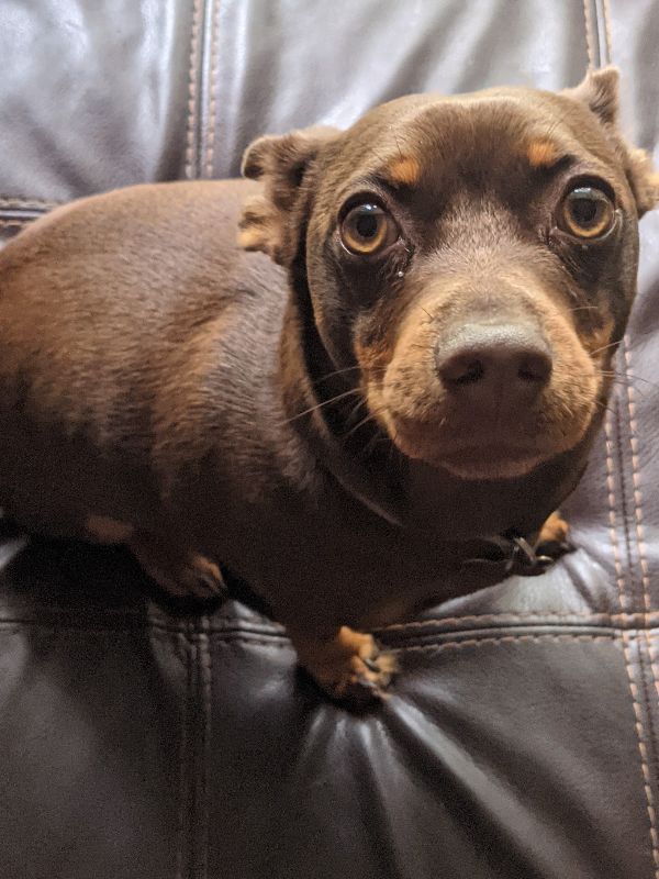 Home Needed for Your New Best Friend Diesel