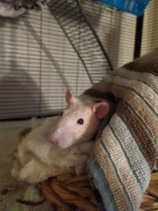 Ed-boi The Fancy Rat