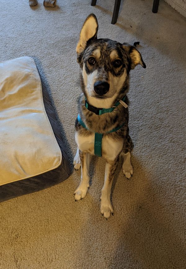 Snuggly Husky Looking for Love