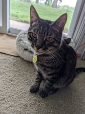 Brown tabby looking for a home where he can be the only cat!