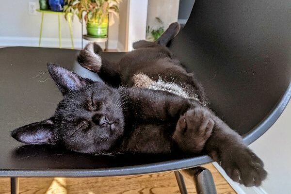 This sweet and playful kitten is looking for a new loving family!