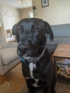 Sweet and gentle Griffin needs a forever home!