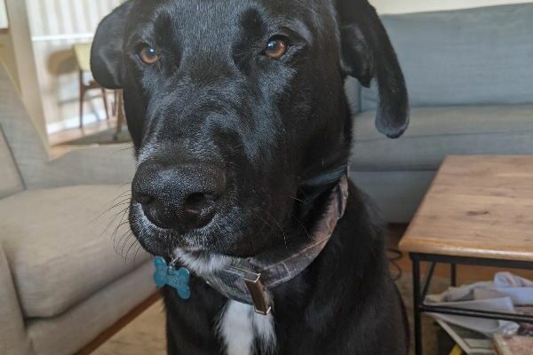 Sweet and gentle Griffin needs a forever home!