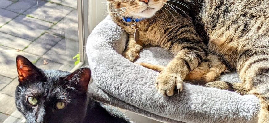 Miles & Winston, bonded brothers – cats