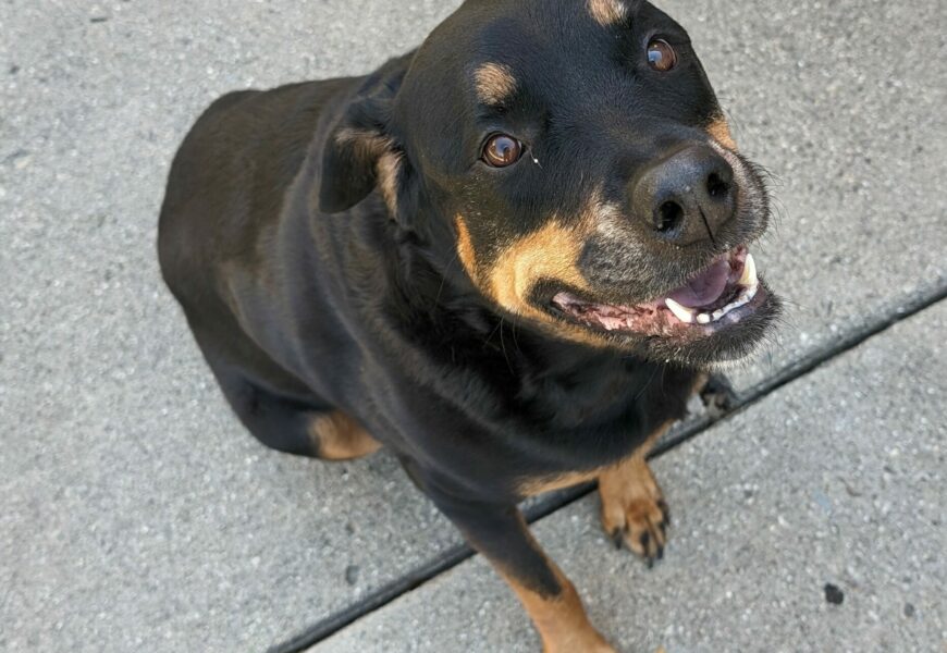 Amber needs a home