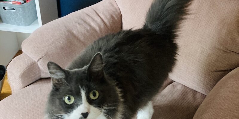 Adult Female Cat who Loves to Cuddle