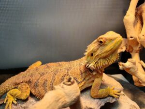 Bearded Dragon Needs a New Home