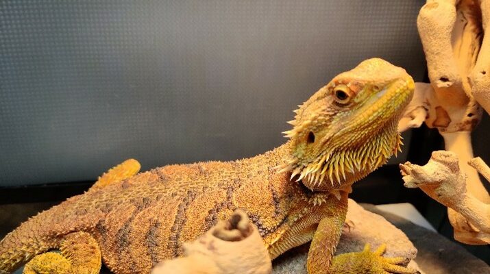 Bearded Dragon Needs a New Home