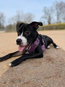 8-month-old Male Pitbull Puppy