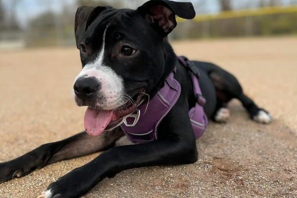 8-month-old Male Pitbull Puppy