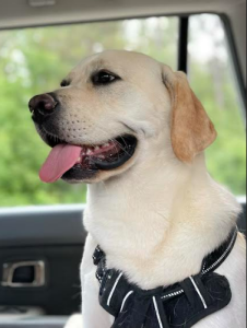 Rehoming a 2-year-old Yellow Lab
