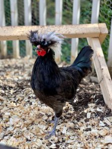 Beautiful White Crested Black Polish Rooster!