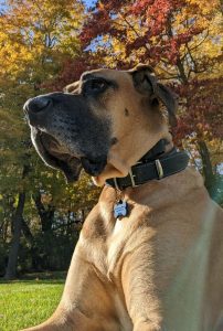 Great Dane in need of big outdoor space!