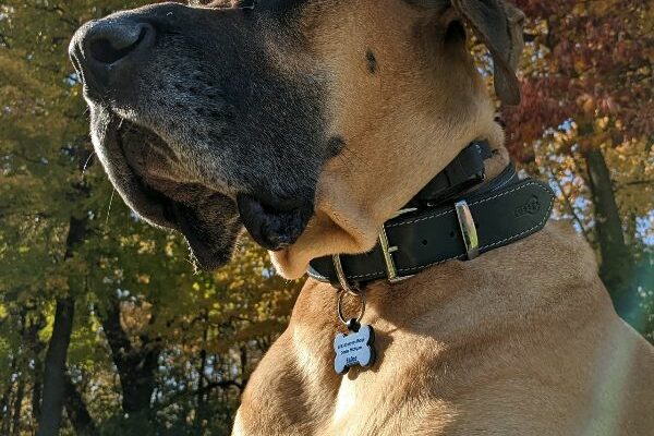 Great Dane in need of big outdoor space!