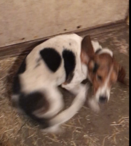Hunting Beagle Wants a Family