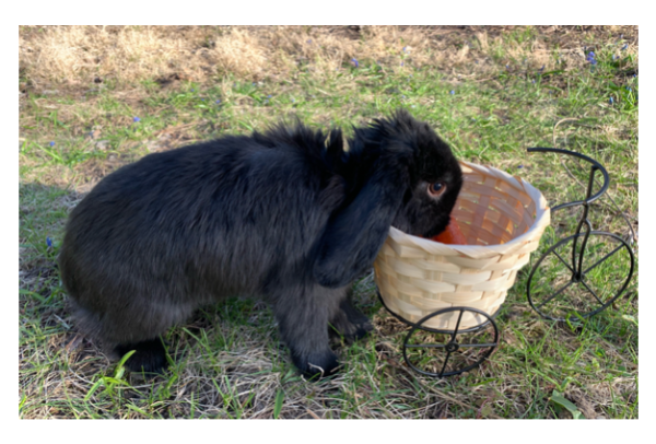 Holland Lop