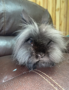 Lenny Rabbits