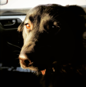 German Shepherd Mix Needs a Loving, Active Home