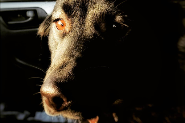 German Shepherd Mix Needs a Loving, Active Home