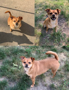 Bailey the Chihuahua