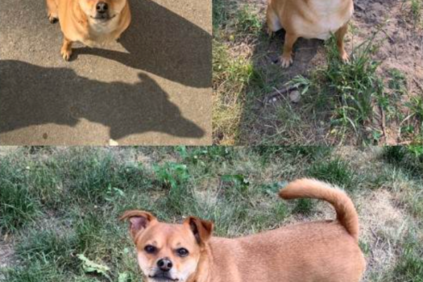 Bailey the Chihuahua