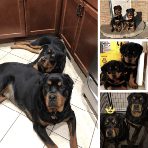 Beauty and Beast: Sweetest Rottweilers you'll ever meet!