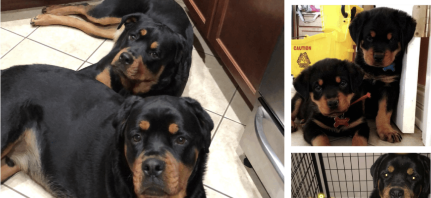 Beauty and Beast: Sweetest Rottweilers you’ll ever meet!