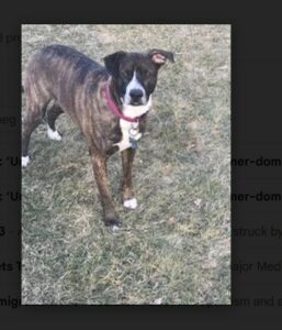 Healthy, energetic dog for an owner looking for a loyal companion in a pet.
