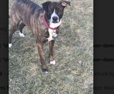 Healthy, energetic dog for an owner looking for a loyal companion in a pet.