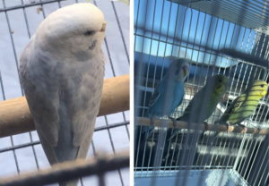 4 sweet budgies in need of a new home!