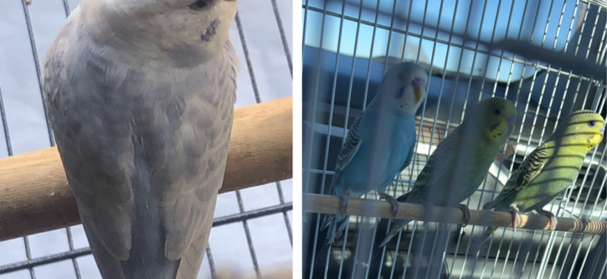 4 sweet budgies in need of a new home!