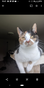 Beautiful Calico needs Single pet home