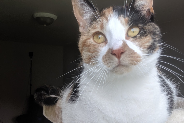 Beautiful Calico needs Single pet home
