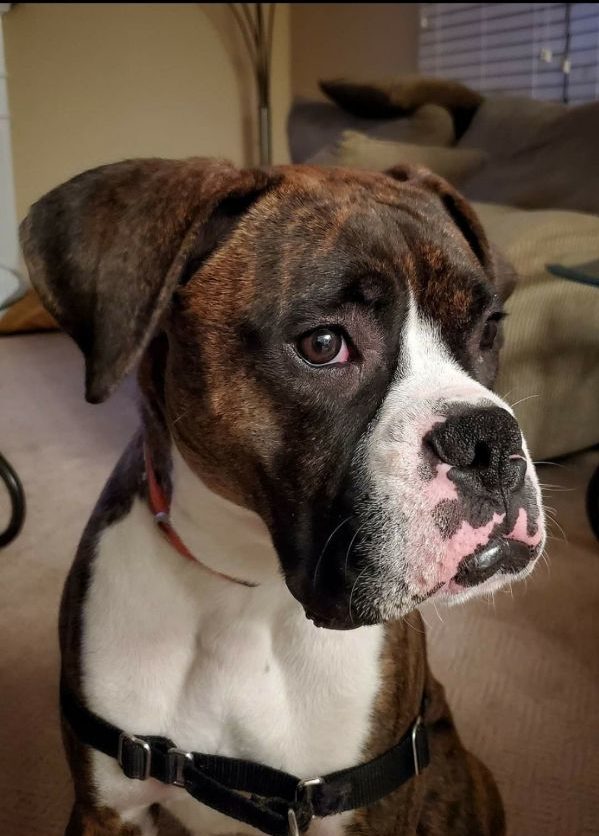 Apollo Needs a Loving Home