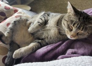Owner Died, Sweet Boy Needing Home