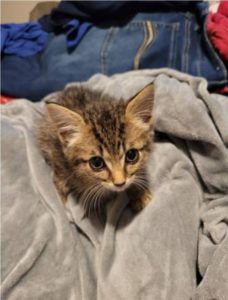 Sweet, Cuddly Kitten