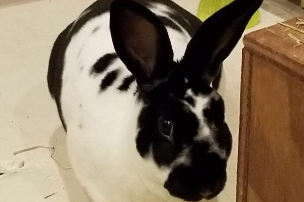 Winston the Rabbit
