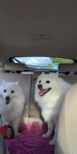 The Clouds (Jake and Daisy)