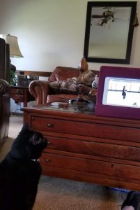 Mature Black Cat With Attitude