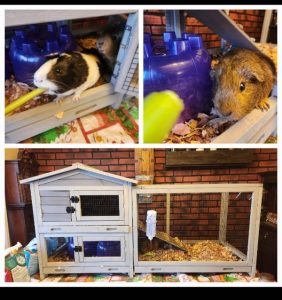Tom and Jerry with Large Enclosure